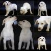 Puppies for sale Greece, all Greek cities Mixed breed