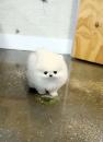 Puppies for sale Spain, Cordoba Pomeranian Spitz