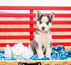 Puppies for sale Germany, Cologne , husky