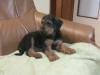 Puppies for sale Sweden, Malmo Welsh Terrier