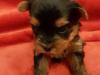 Puppies for sale Finland, Rovaniemi Yorkshire Terrier
