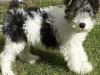 Puppies for sale Greece, Athens Fokxterer