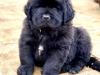 Puppies for sale Czech Republic, Cheb Newfoundland