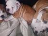 Puppies for sale Germany, Munich English Bulldog