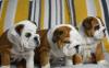 Puppies for sale Netherlands, Oldebroek English Bulldog