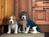 Puppies for sale Germany, Munich Beagle