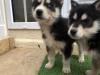 Puppies for sale Cyprus, Limassol Haski