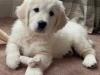 Puppies for sale Greece, Athens Golden Retriever