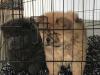 Puppies for sale Cyprus, Larnaca Chow Chow