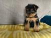 Puppies for sale Netherlands, Harlem Welsh Terrier