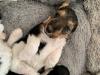 Puppies for sale Germany, Dortmund Fokxterer