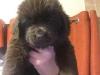 Puppies for sale Sweden, Helsingborg Newfoundland