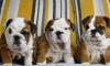 Puppies for sale Cyprus, Nicosia English Bulldog