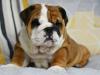 Puppies for sale France, Paris English Bulldog