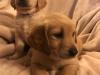 Puppies for sale Germany, Stuttgart Golden Retriever