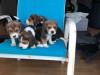 Puppies for sale France, Paris Beagle