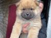 Puppies for sale Germany, Munich Chow Chow