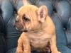 Puppies for sale Czech Republic, Banska Bystrica French Bulldog