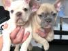 Puppies for sale Cyprus, Limassol French Bulldog