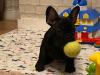 Puppies for sale Spain, San Sebastian French Bulldog