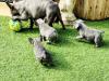 Puppies for sale Germany, Munich French Bulldog