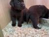 Puppies for sale Czech Republic, Kladno Labrador
