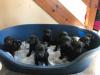 Puppies for sale Poland, Warsaw Labrador