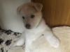 Puppies for sale Greece, Thessaloniki Haski