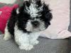Puppies for sale France, Paris Shih Tzu