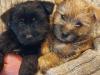 Puppies for sale Cyprus, Limassol Other breed, Cairn Terrier