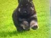 Puppies for sale Cyprus, Limassol German Shepherd Dog