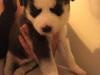 Puppies for sale Netherlands, Amsterdam Haski