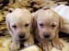 Puppies for sale Finland, Helsinki Labrador