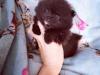 Puppies for sale France, Bordeaux Pomeranian Spitz