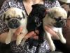 Puppies for sale Greece, Athens Pug