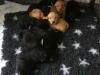 Puppies for sale Netherlands, Groningen Labrador