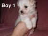 Puppies for sale France, Strasbourg Maltese