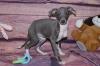 Puppies for sale Sweden, Malmo Italian Greyhound