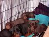 Puppies for sale Germany, Munich Doberman