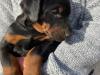 Puppies for sale France, Moulin Doberman