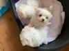 Puppies for sale Germany, Dortmund Maltese