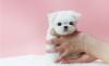 Puppies for sale Spain, Gijon Maltese