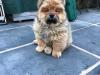 Puppies for sale Poland, Wroclaw Chow Chow