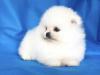 Puppies for sale Czech Republic, Prague Pomeranian Spitz