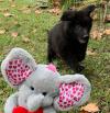 Puppies for sale Czech Republic, Brno German Shepherd Dog