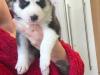 Puppies for sale France, Paris Haski