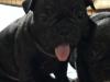 Puppies for sale Poland, French Bulldog