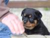 Puppies for sale Spain, Badalona Rottweiler