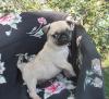 Puppies for sale Netherlands, Borne Pug