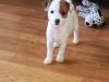 Puppies for sale Czech Republic, Cheb Jack Russell Terrier